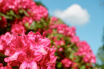 Pink Magnolia flowers. Magnolia flowers on tree, hybrid, Magnolia Heaven Scent