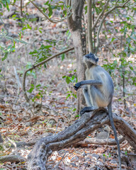 Langoor Targeting Mangoes on a tree