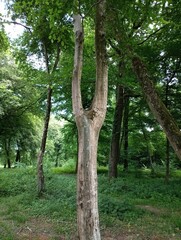 Arbre dissocié