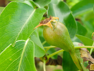 Small green pears on a branch in the garden in spring after flowering. Young fruit pears in garden