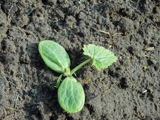 The first sprout of zucchini on the field close-up. Sprouted squash at sunrise, cotyledons. Gardening concept. A sprout of squash from cotyledon leaves. Macro photography.