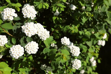 Alyssum spirea (Spiraea) bush with copy-space in summer garden. White small flowers with a yellow center - quick-growing deciduous shrubs grown mainly for their attractive flowers in spring or summer