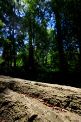 Old tree laying on ground