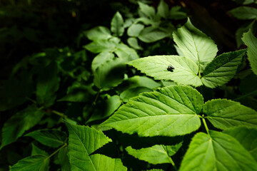 Horn-fly on the leafs