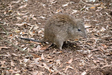 the long nosed potoroo looks similar to a rat