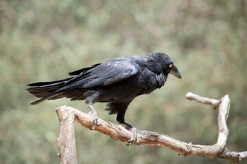 the Australian raven is a black bird is perched on a branch