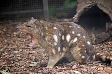 the spotted tail quoil is brown with white spots and a pink nose and sharp teeth