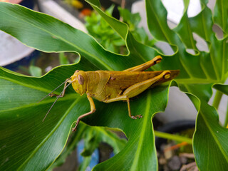 grasshopper on a leaf