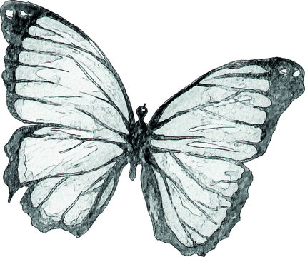Pencil sketch of a butterfly on a white background. Isolated illustration of an insect. Sketch for tattoo. Butterfly tattoo.
