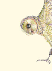 Hand drawn owl on a light background
