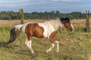 Fototapeta na wymiar Pony galloping in pen in spring. Alsace.