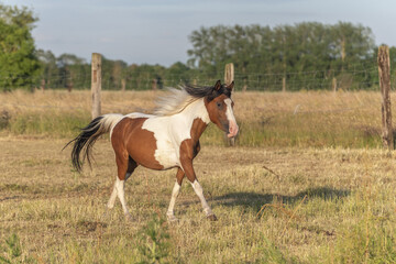 Fototapeta na wymiar Pony galloping in pen in spring. Alsace.