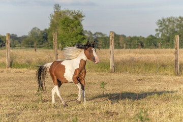 Pony galloping in pen in spring. Alsace.