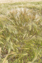Wheat field in spring in plain. Alsace.