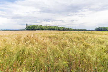 Wheat field in spring in plain. Alsace. © bios48