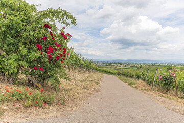 Fototapeta na wymiar Vineyards in Kaiserstuhl region, Baden-Wurttemberg, Germany in spring.