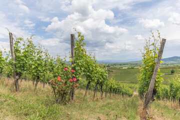 Vineyards in Kaiserstuhl region, Baden-Wurttemberg, Germany in spring.