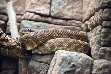 the rough scaled python is cream and brown