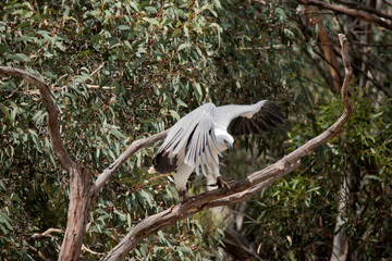 the sea eagle is about to take off from the branch