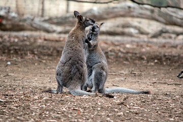 Naklejka premium the red necked wallabies are mainly grey with a reddish brown on the back of their necks black paws and black tips on their tails
