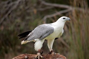 The White-bellied Sea-Eagle is the second largest raptor  found in Australia he is standing on a branch