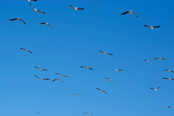 the flock of seagulls are flying in the clear blue sky