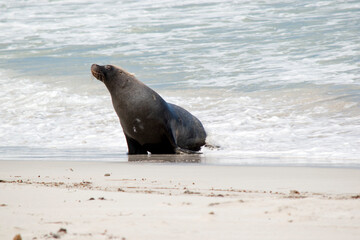 Fototapeta premium the male sea lion is all grey except for a patch of brown on their forhead