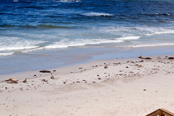 At Seal Bay there are hundreds of sea lions resting