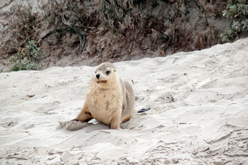 the sea lion pup puts sand on its body  to dry off after swimming