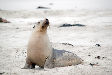 the sea lions are grey on top and white underneath with whiskers and a black nose