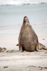 the male sea lion is resting on the beach