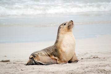 the sea lion is on the beach at seal bay