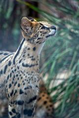 the serval  is a wild cat native to Africa