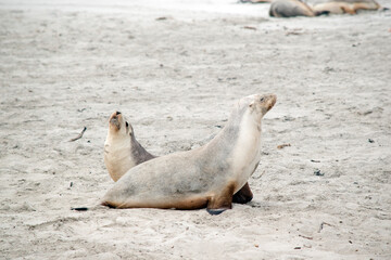 the sealion and her pup are at seal bay, on Kangaroo Island