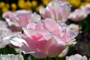 Obraz premium Pink tulip details. Closeup (macro) of pink tulip blossom. Flower petals macro view. Selective focus