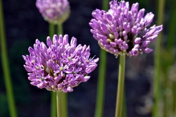 Close up photography of an allium purple flower bud blooming, beige vivid colours, spring time. Round shaped blooming purple flower. 