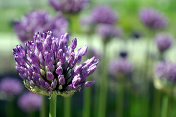 Close up photography of an allium purple flower bud blooming, beige vivid colours, spring time. Round shaped blooming purple flower. 