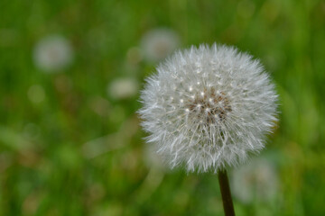 Taraxacum officinale, the dandelion. Closeup. White ball of dandelion called dandelion clock.  Yellow flower heads turn into round balls of many silver-tufted fruits that disperse in the wind