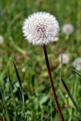 Taraxacum officinale, the dandelion. Closeup. White ball of dandelion called dandelion clock.  Yellow flower heads turn into round balls of many silver-tufted fruits that disperse in the wind