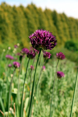 Close up photography of an allium purple flower bud blooming, beige vivid colours, spring time. Round shaped blooming purple flower. 