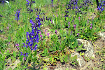 Salvia pratensis, the meadow clary or meadow sage