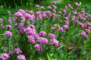 Fototapeta premium Daphne cneorum, the garland flower or rose daphne. Daphne cneorum highly fragrant pink flowers