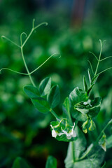 Green pea sprouts. Green peas in the field. Close-up of leaves and flowers. Agricultural industry. An organic product.