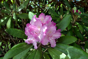 Rhododendron smirnowii, the Smirnow rhododendron. Species of flowering plant in the family Ericaceae. Beautiful pink flowers closeup