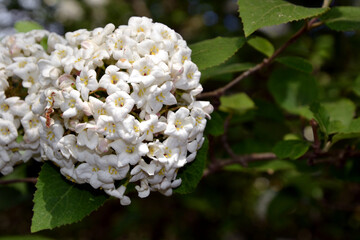 Viburnum carlcephalum, common name: fragrant snowball. Rounded flower-heads composed of many fragrant, tubular white flowers