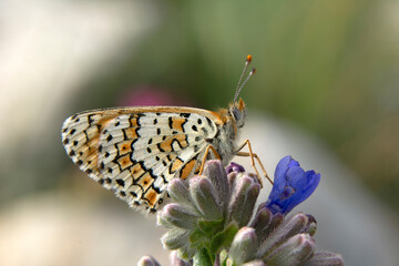 Macro shots, Beautiful nature scene. Closeup beautiful butterfly sitting on the flower in a summer garden.