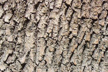 tree bark as a background
