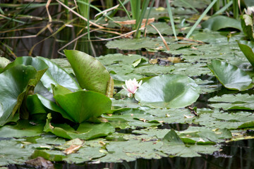 the water lily is just coming into bloom