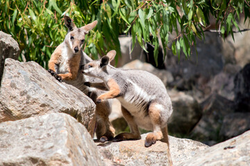 the yellow footed rock wallaby is looking after her joey