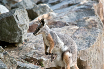this is a side view of a yellow footed rock wallaby with a joey